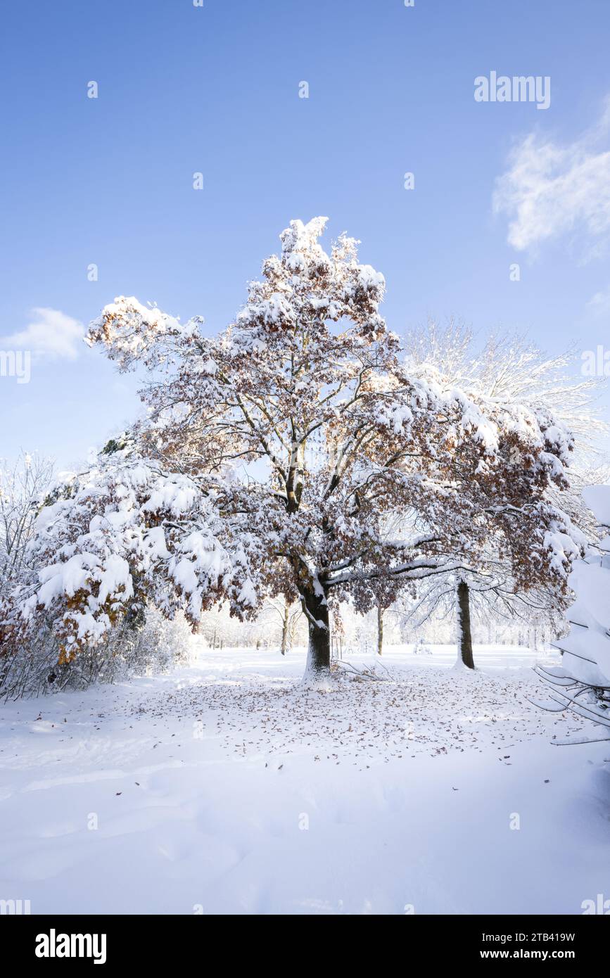 Schnee im Herbst - eine Eiche in schneebedeckter Landschaft mit Laub auf dem Schnee. Stockfoto