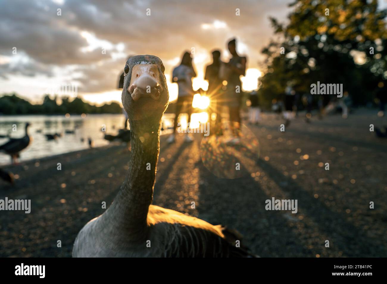 Lustiges Porträt einer Gans Stockfoto