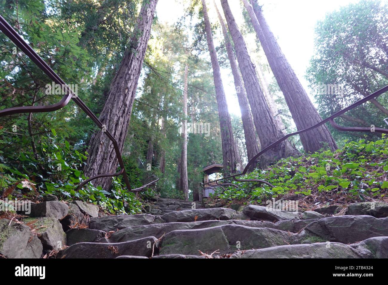 Die 670 Dipsea Steps am Anfang des historischen Weges vom Mill Valley nach Stinson Beach, Mill Valley, San Francisco, Kalifornien, USA Stockfoto