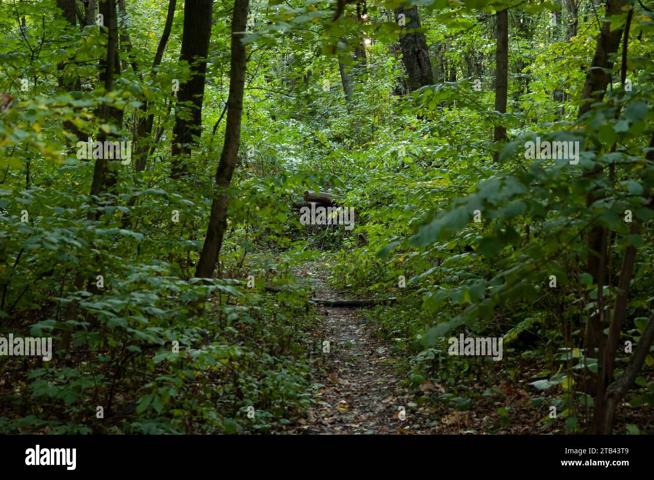 Hintergrund des Frühherbstes: Grüner Wald und herabfallende Herbstblätter Stockfoto