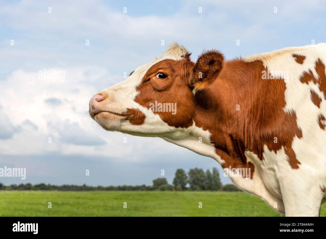 Glückliche Kuh, Nase hoch, Moos in der Luft, rote und weiße Milchkühe, blauer bewölkter Himmel Stockfoto