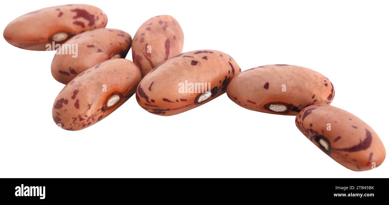 Pinto Bohne oder gesprenkelte Bohnen Nahaufnahme und isoliert Stockfoto