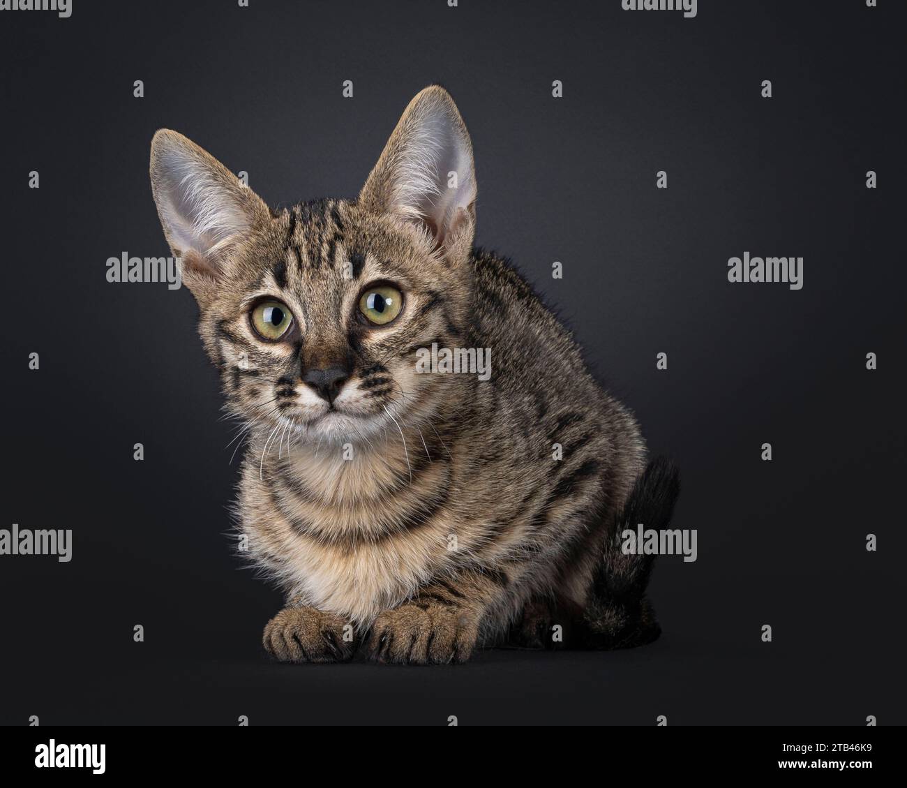 Süßes gepunktetes F6 Savannah Katzenkätzchen, das nach vorne hin liegt. Blick auf die Kamera mit grünlichen Augen. Isoliert auf schwarzem Hintergrund. Stockfoto