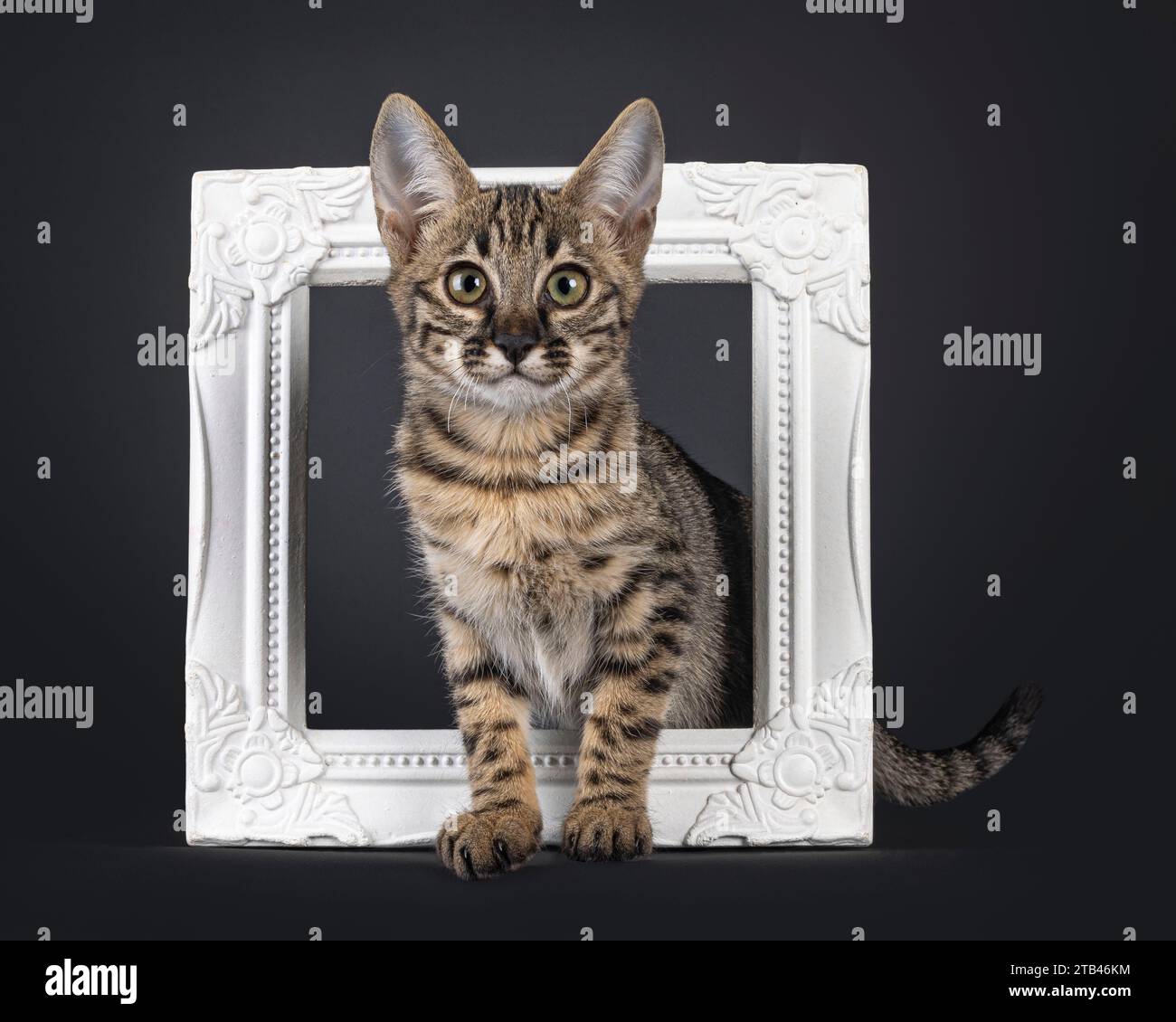 Niedliches gepunktetes F6 Savannah Katzenkätzchen, stehend durch weißen Bilderrahmen. Blick auf die Kamera mit grünlichen Augen. Isoliert auf schwarzem Hintergrund. Stockfoto