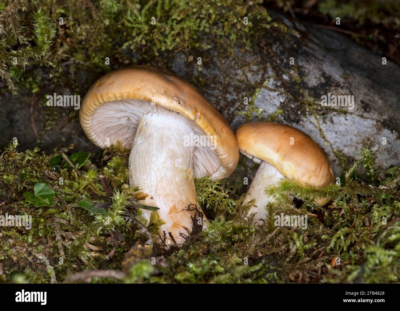 Birkenritter (Tricholoma fulvum), Wallis, Schweiz Stockfoto