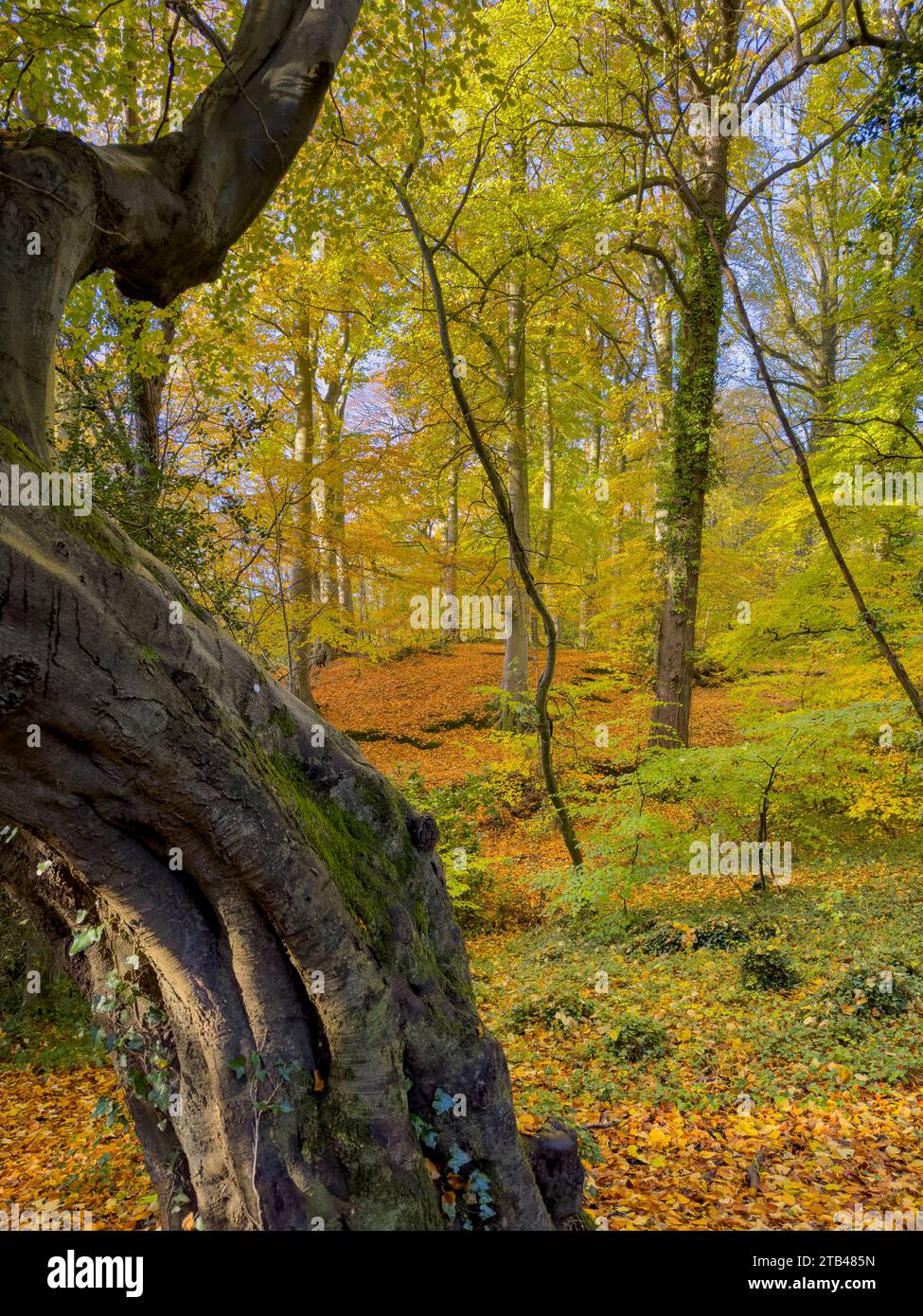 Herbst im Barnetts Park, Malone House, Lagan Valley National Park, River Lagan, Belfast, Nordirland Stockfoto