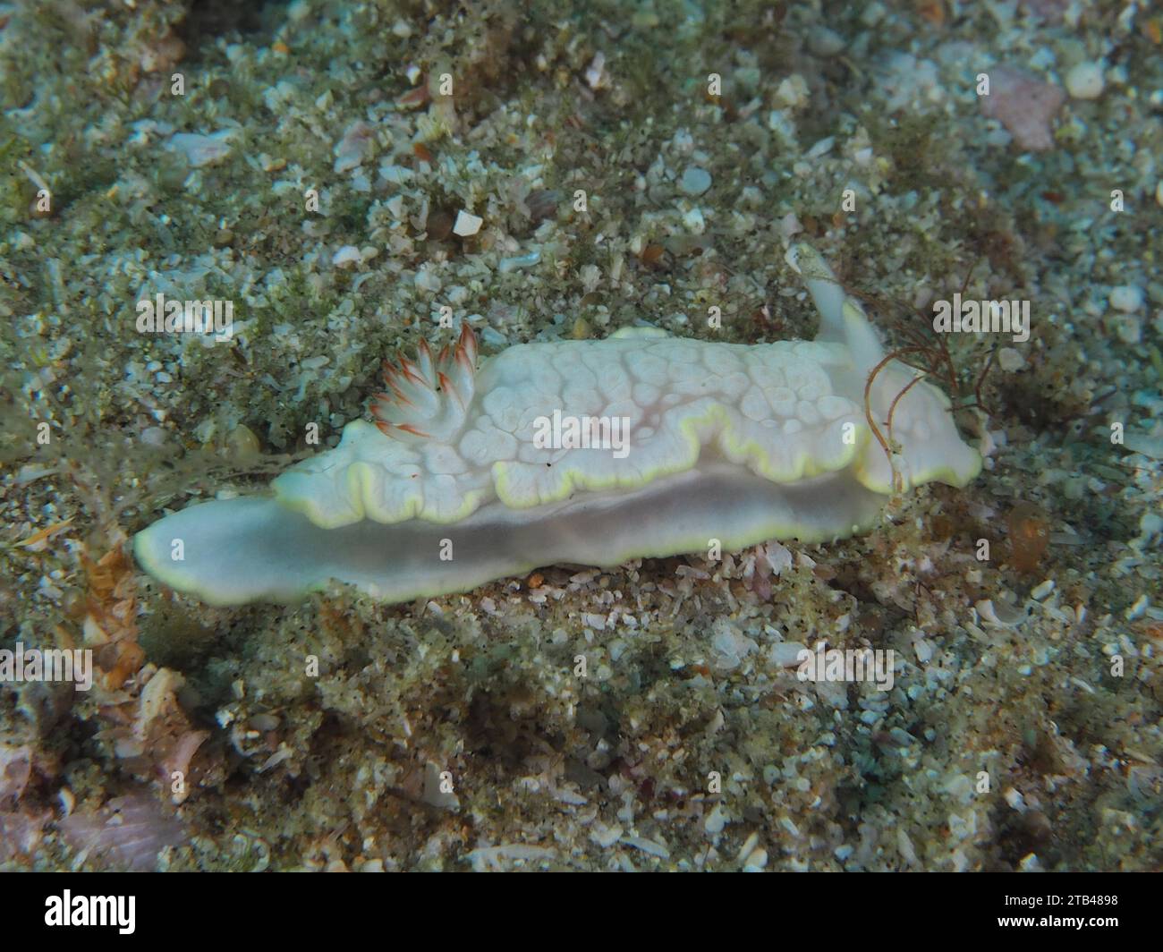 Sternschnecke (Ardeadoris undaurum), Tauchplatz im Sodwana Bay National Park, Maputaland Marine Reserve, KwaZulu Natal, Südafrika Stockfoto