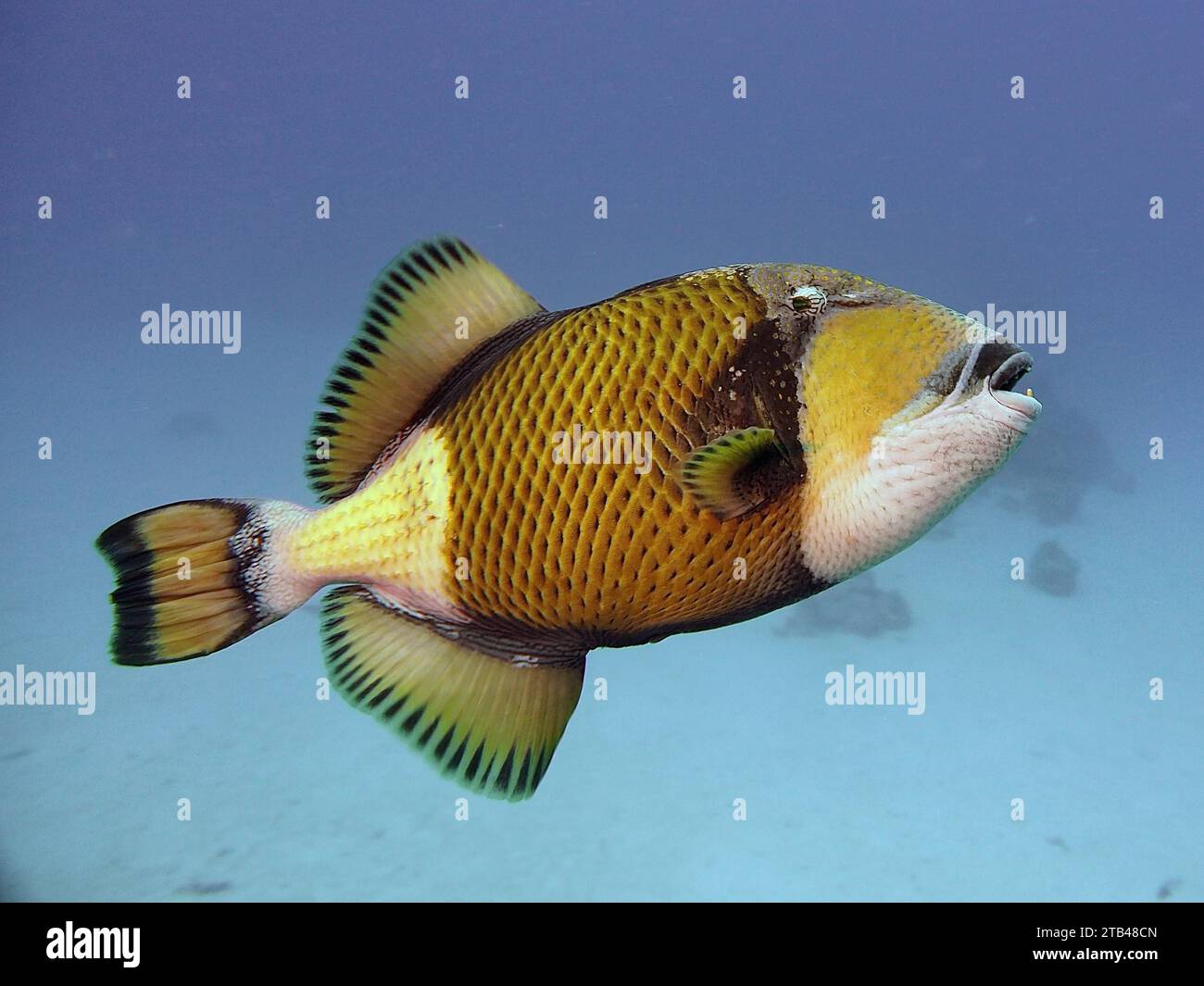 Titan Triggerfish (Balistoides viridescens), Elphinstone Reef Tauchplatz, Ägypten, Rotes Meer Stockfoto