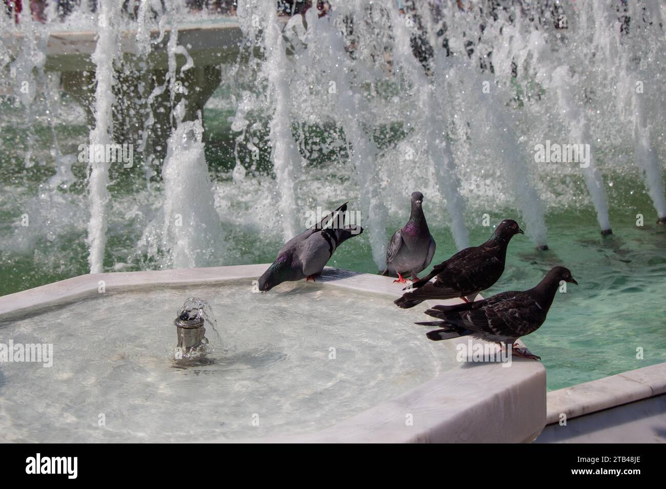 Durstige Tauben trinken Wasser an einem heißen Tag am Brunnen Stockfoto