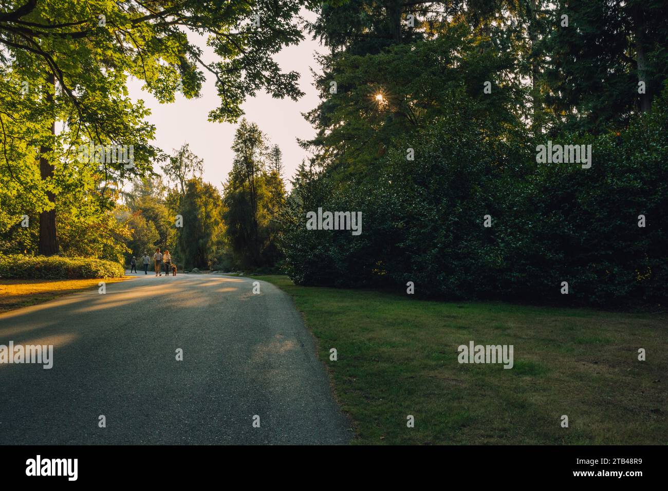 Vier Personen und ein Hund laufen auf dem Fußweg während eines Herbstuntergangs, Sonnenstrahlen strahlen durch den Baum Stockfoto