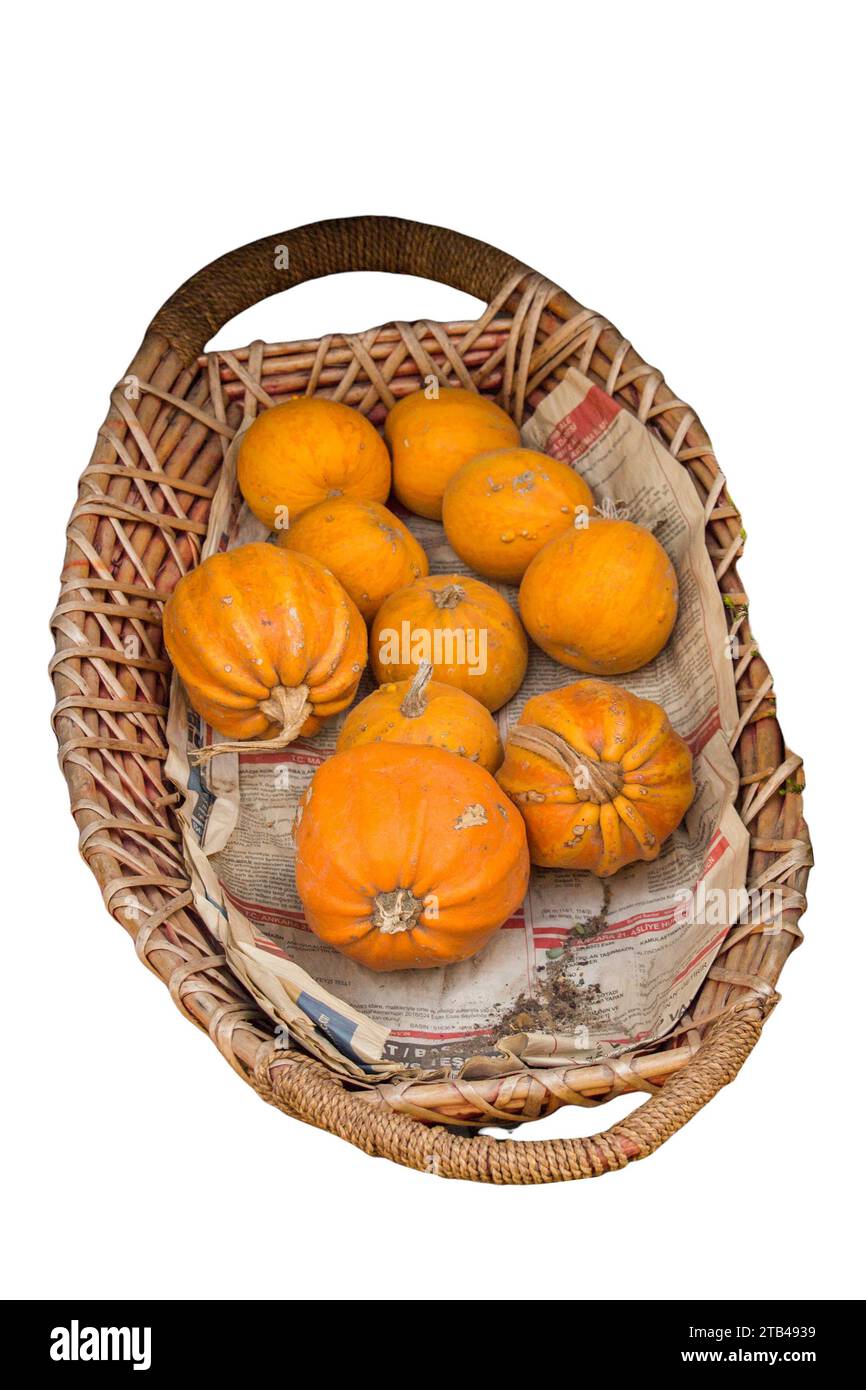 Reifer Kürbis isoliert auf weiß. Thanksgiving. Kürbisernte Stockfoto