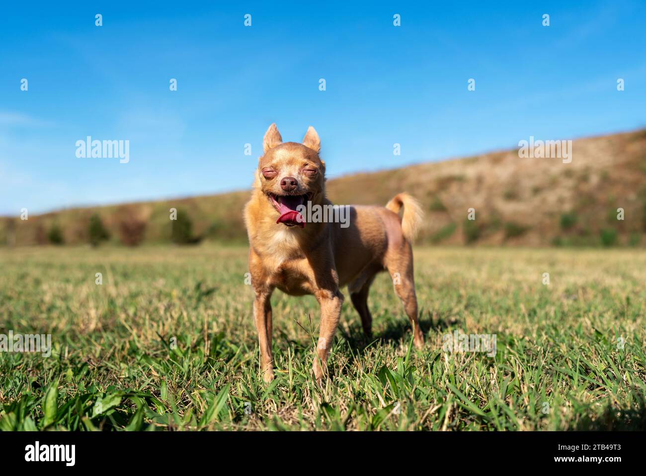 Braune Hunderasse von Toy Terrier, die draußen auf grünem Gras steht. Stockfoto