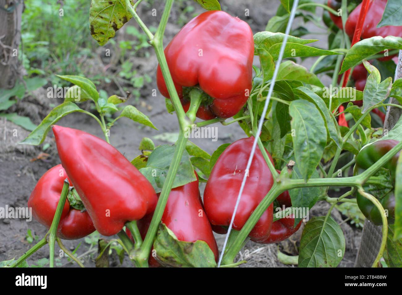 Die roten Früchte von süßem Pfeffer, gereift im Busch Stockfoto