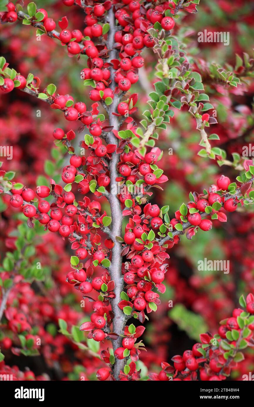 Im Garten wächst ein dekorativer Busch des Cotoneaster horizontalis Stockfoto