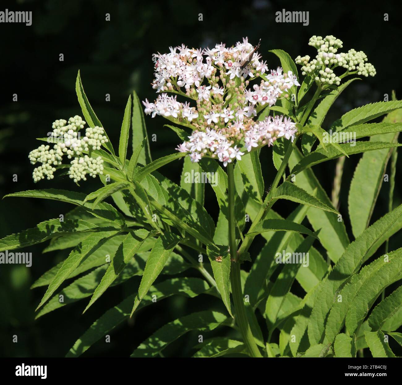 In der Wildnis blühen im Sommer Holunderbeeren (Sambucus ebulus) Stockfoto