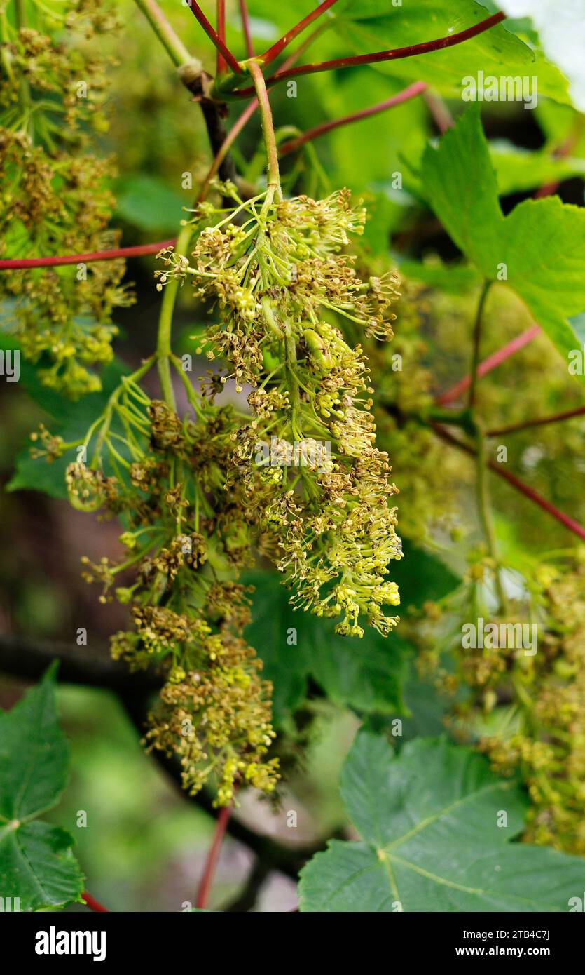 Acer pseudoplatanus „Sycamore“ – BLUMEN Stockfoto