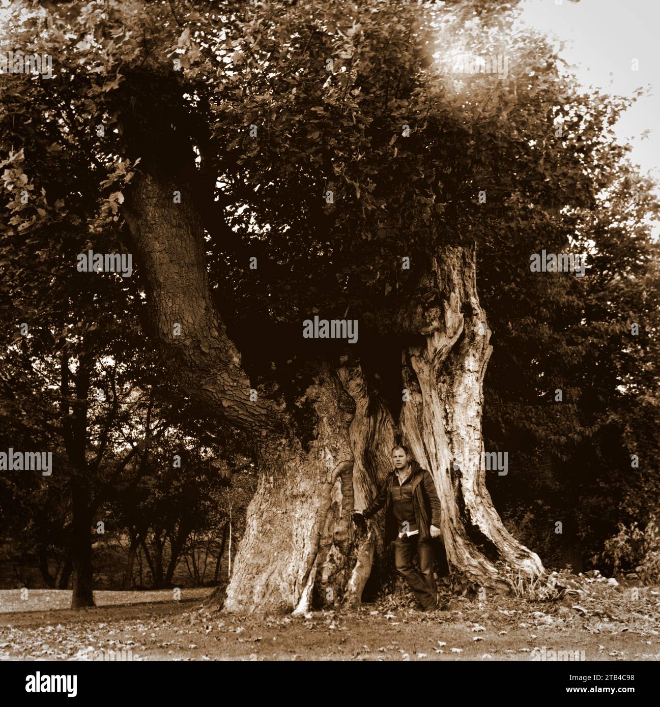 The Old Sycamore Tree [700 Jahre alter Baum] - Thwaite Hall, Cotherstone, County Durham, England Stockfoto