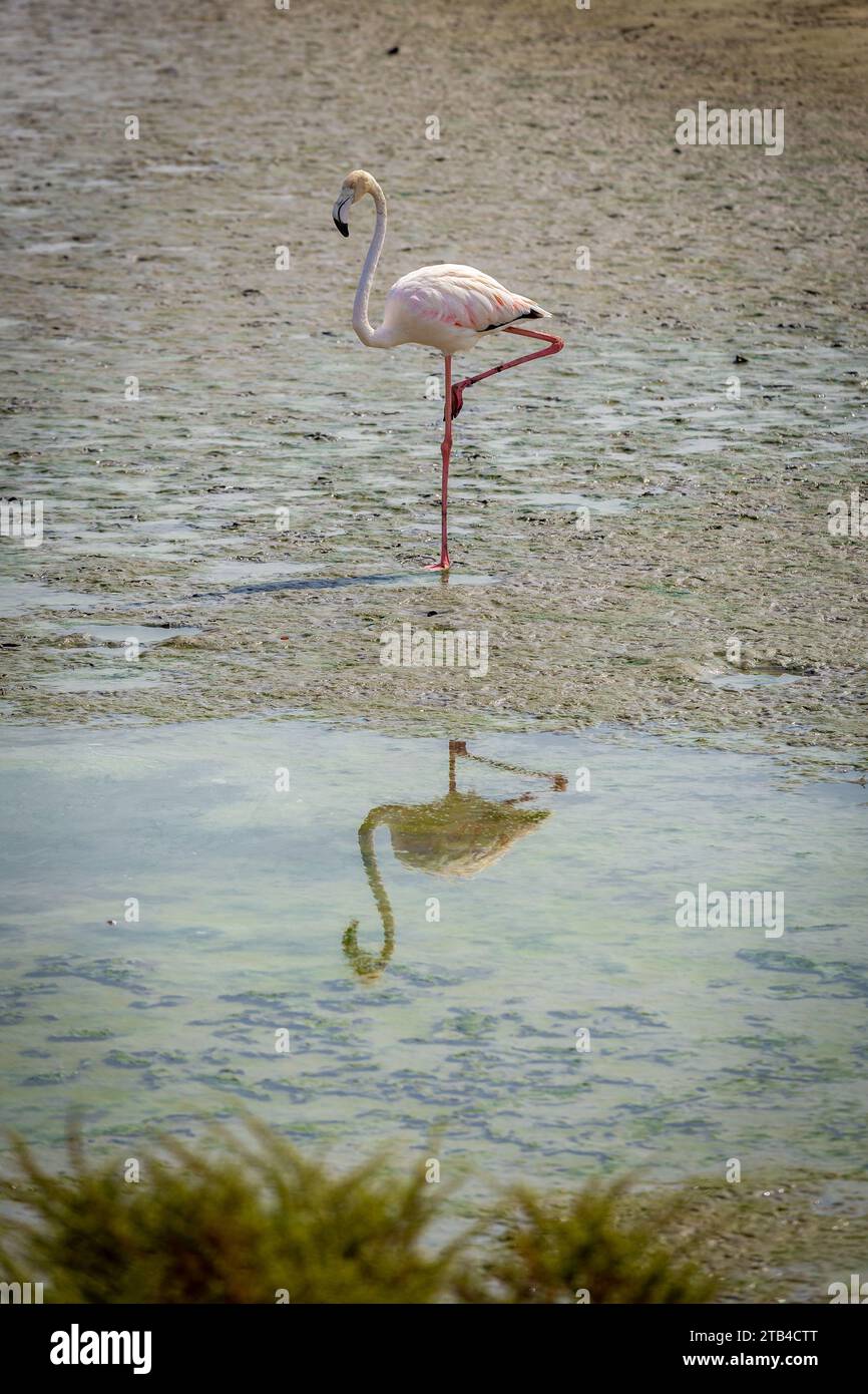 Single Greater Flamingo (Phoenicopterus roseus) im Ras Al Khor Wildlife Sanctuary in Dubai, stehend auf einem Bein im Wattenmeer, mit seiner Reflexion. Stockfoto