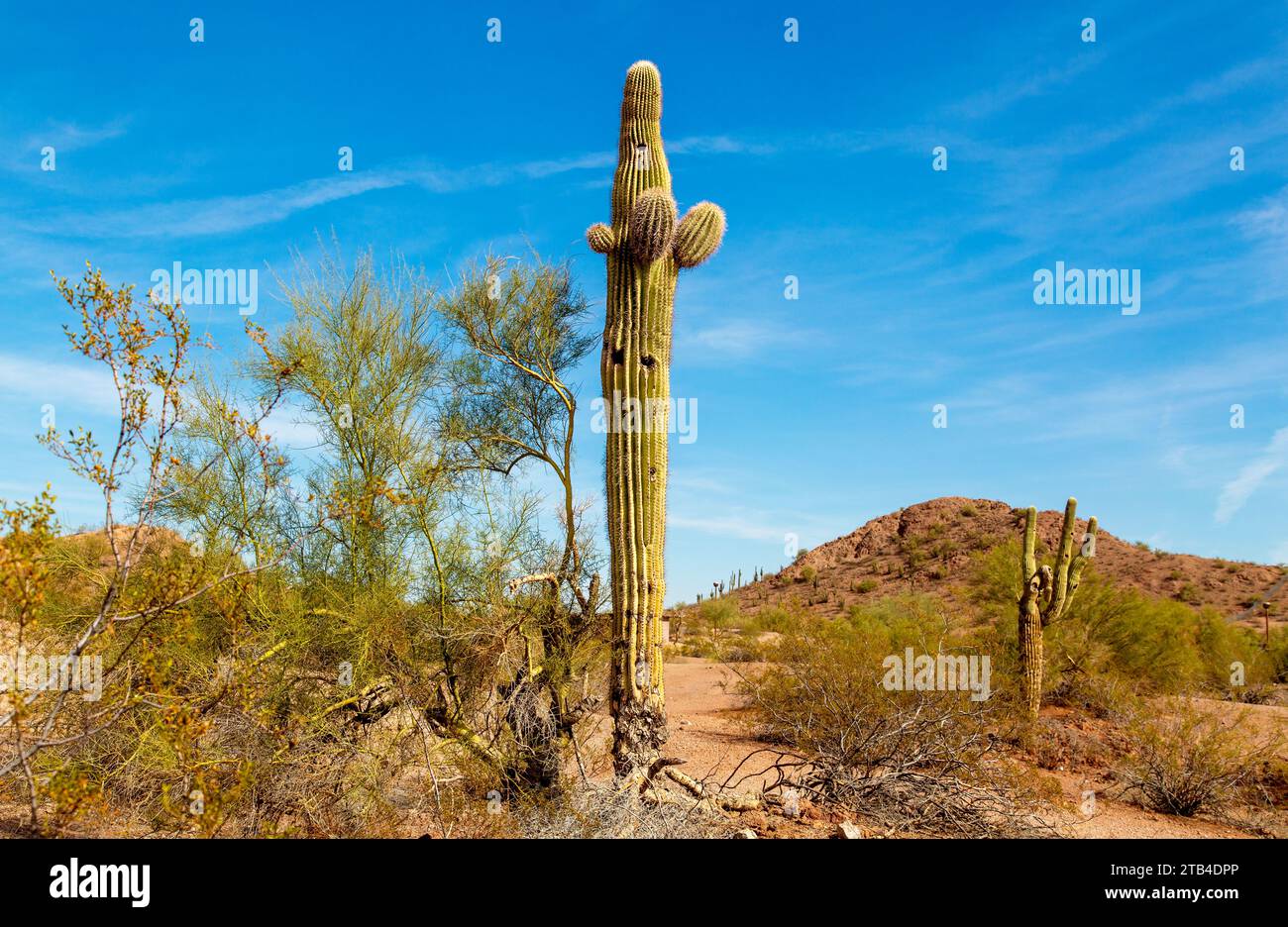 Saguaro Cactus in der Sonora-Wüste, in der Nähe von Phoenix, Arizona, USA Stockfoto
