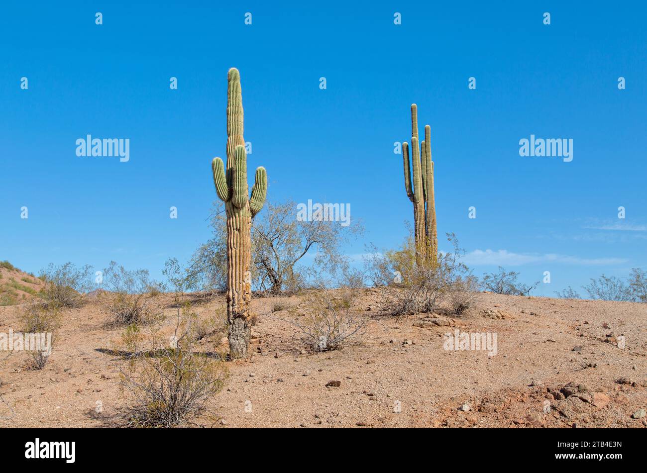 Saguaro Cactus in der Sonora-Wüste, in der Nähe von Phoenix, Arizona, USA Stockfoto