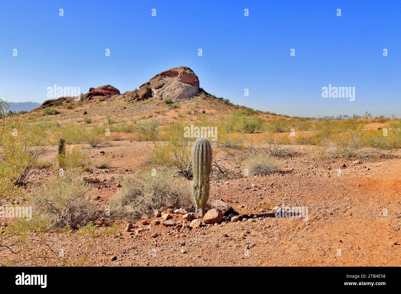 Saguaro Cactus in der Sonora-Wüste, in der Nähe von Phoenix, Arizona, USA Stockfoto
