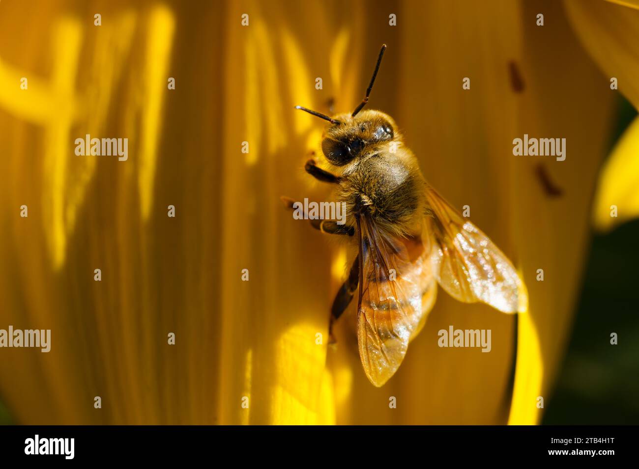 Auf den Sonnenblumenfeldern der Turkovich Family Wines im Yolo County, Kalifornien, hängt eine Honigbiene an einem Sonnenblumenblütenblatt. Stockfoto