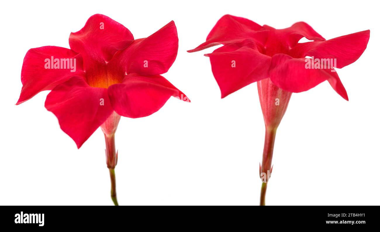 Rote mandevilla Blumen isoliert auf weißem Hintergrund Stockfoto
