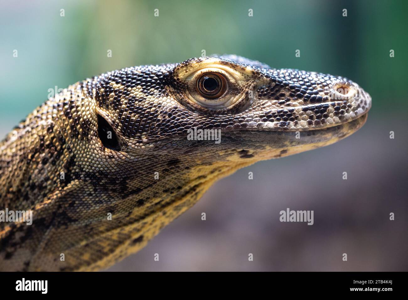Nahaufnahme des jungen Komodo-Drachen Stockfoto