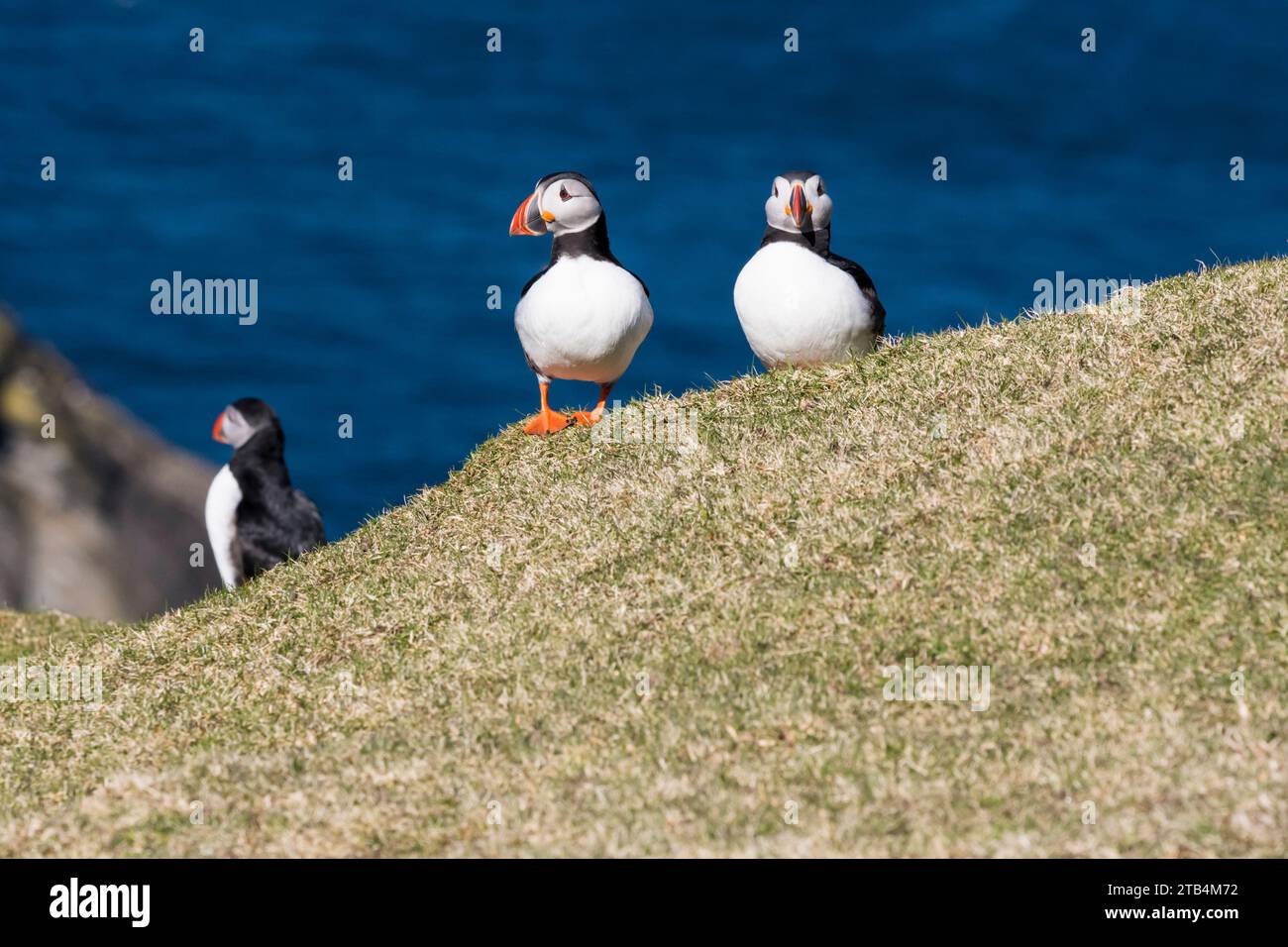 Papageientaucher, Fratercula Arctica, auf der Klippe im Hermaness Vogelreservat auf Unst, Shetland. Stockfoto