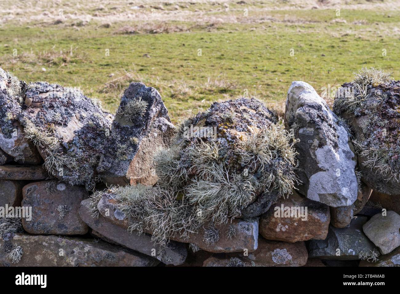 Flechten auf der Trockenmauer, Shetland. Stockfoto