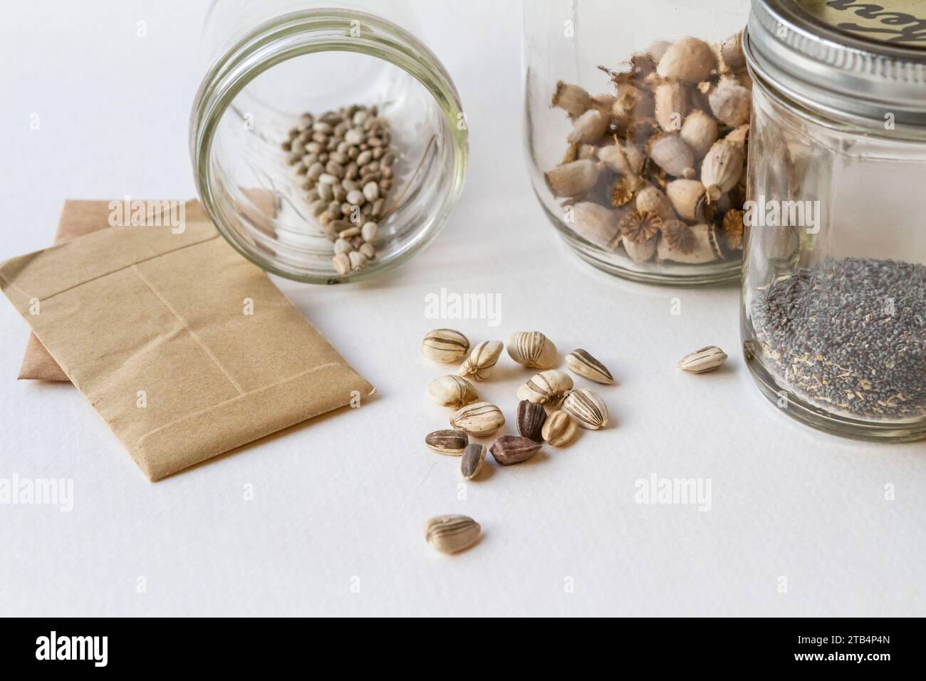 Samen aus Blumen und Gemüse sortiert und lagerfertig in Glasgläsern und Papierumschlägen – Teil eines sparsamen und nachhaltigen Lebensstils. Stockfoto