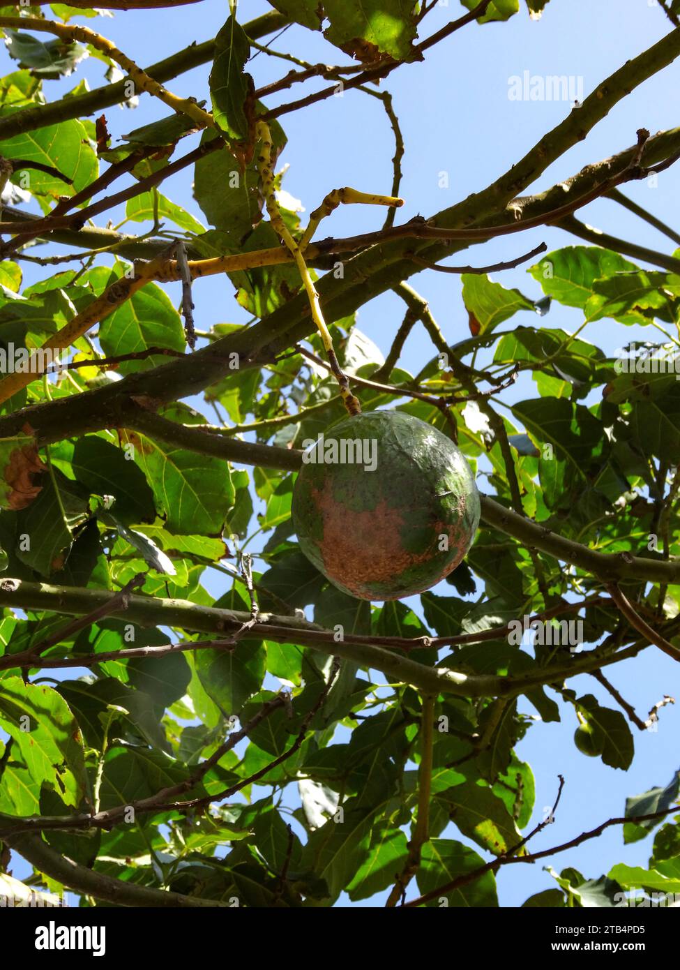 Avocadobirne auf Baum in Taganana, Teneriffa, Kanarischen Inseln, Spanien, Tourismus, Wintersonne, Sightseeing. Natürliches Nahaufnahme-Pflanzenporträt Stockfoto