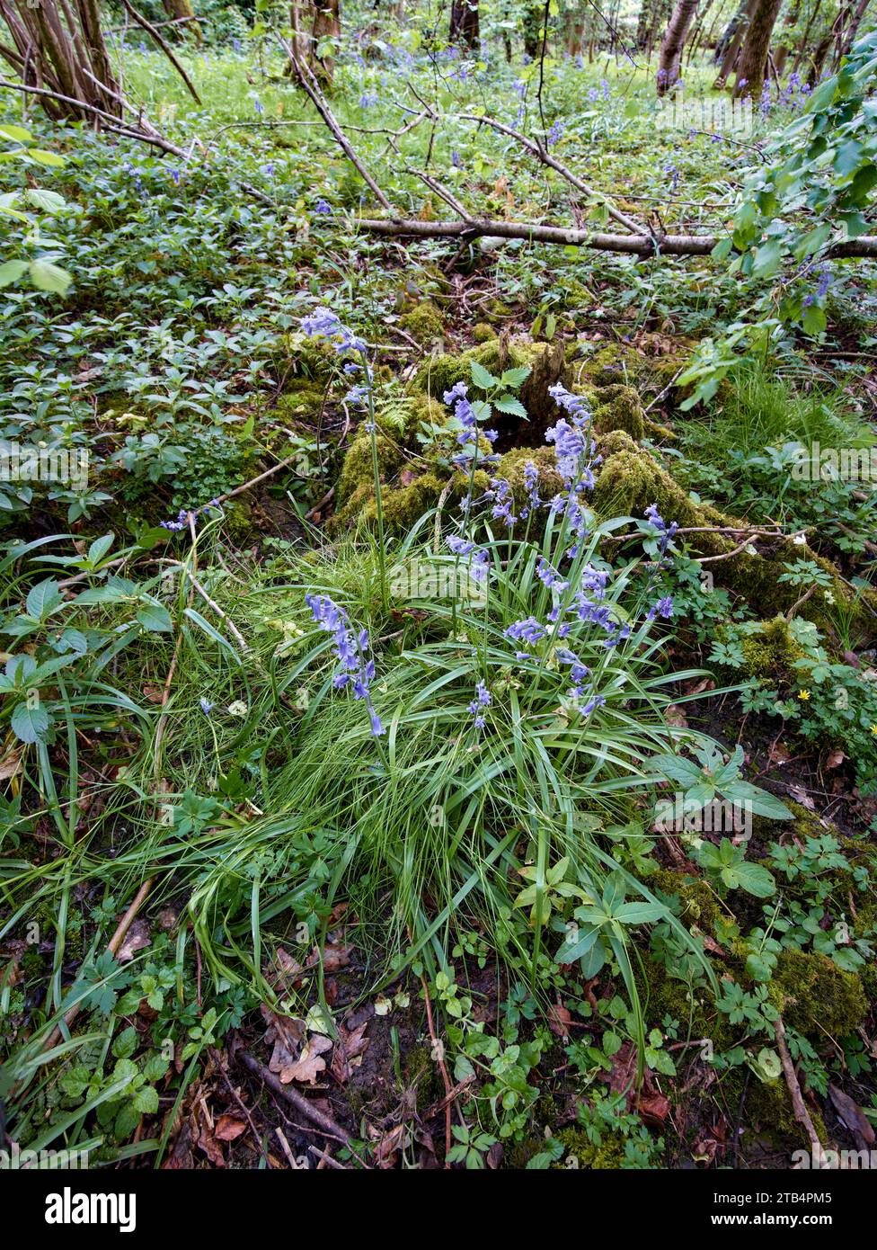 Intime Landschaft mit grünem Frühling Bluebell (Hyacinthoides non-scripta), Holz. England Stockfoto