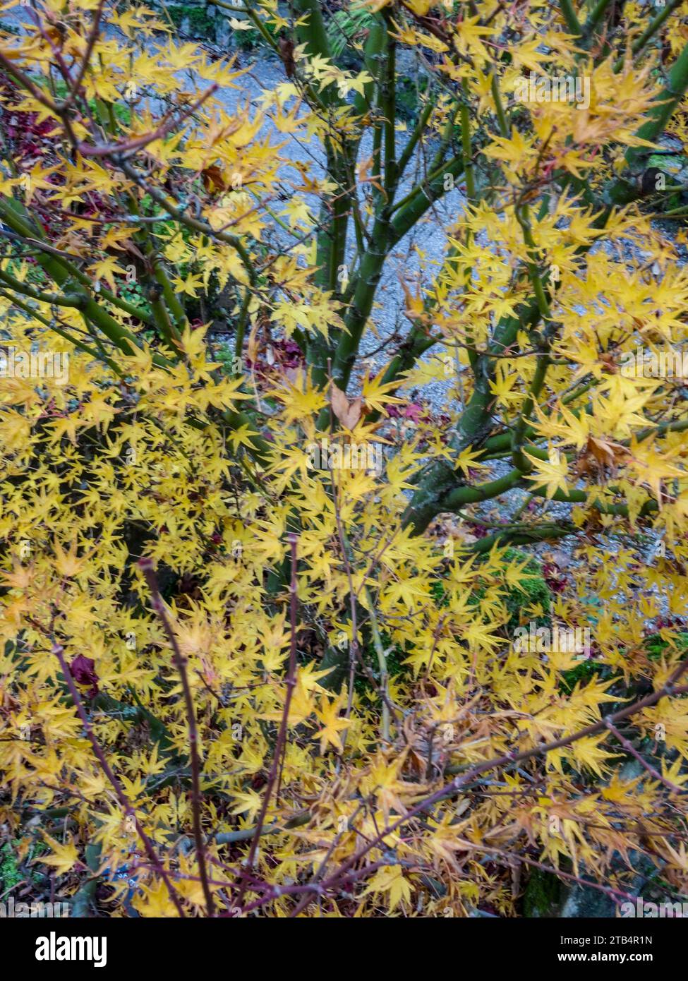 Wunderschönes Acer Palmatum „Okushimo“ (japanischer Ahorn). Natürliche Nahaufnahme, halb-abstraktes Pflanzenporträt Stockfoto