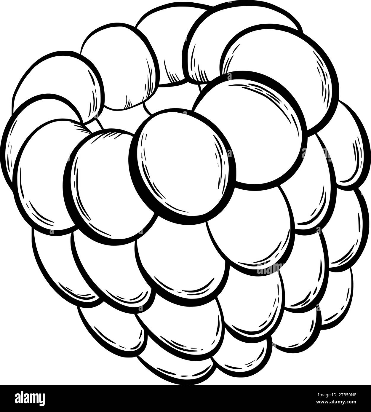 Himbeere zur Dekoration von Süßwaren im grafischen Stil. Vektorabbildung. Handgezeichnet in einem einfachen minimalistischen Stil. Kann für verwendet werden Stock Vektor