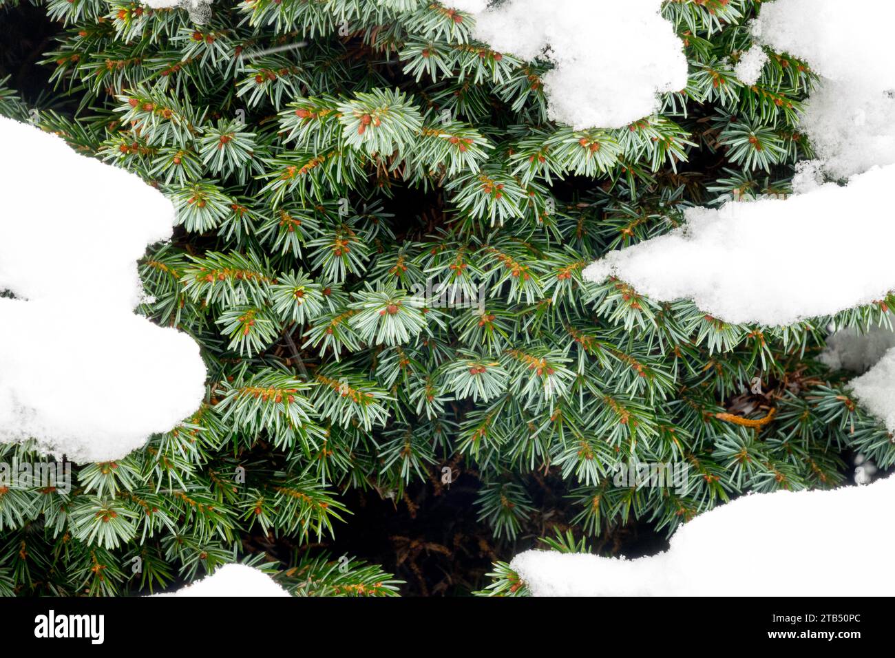 Serbische Fichte, Picea omorika „Pimoko“, Schnee, bedeckt, Fichte, Nadeln im Winter Stockfoto
