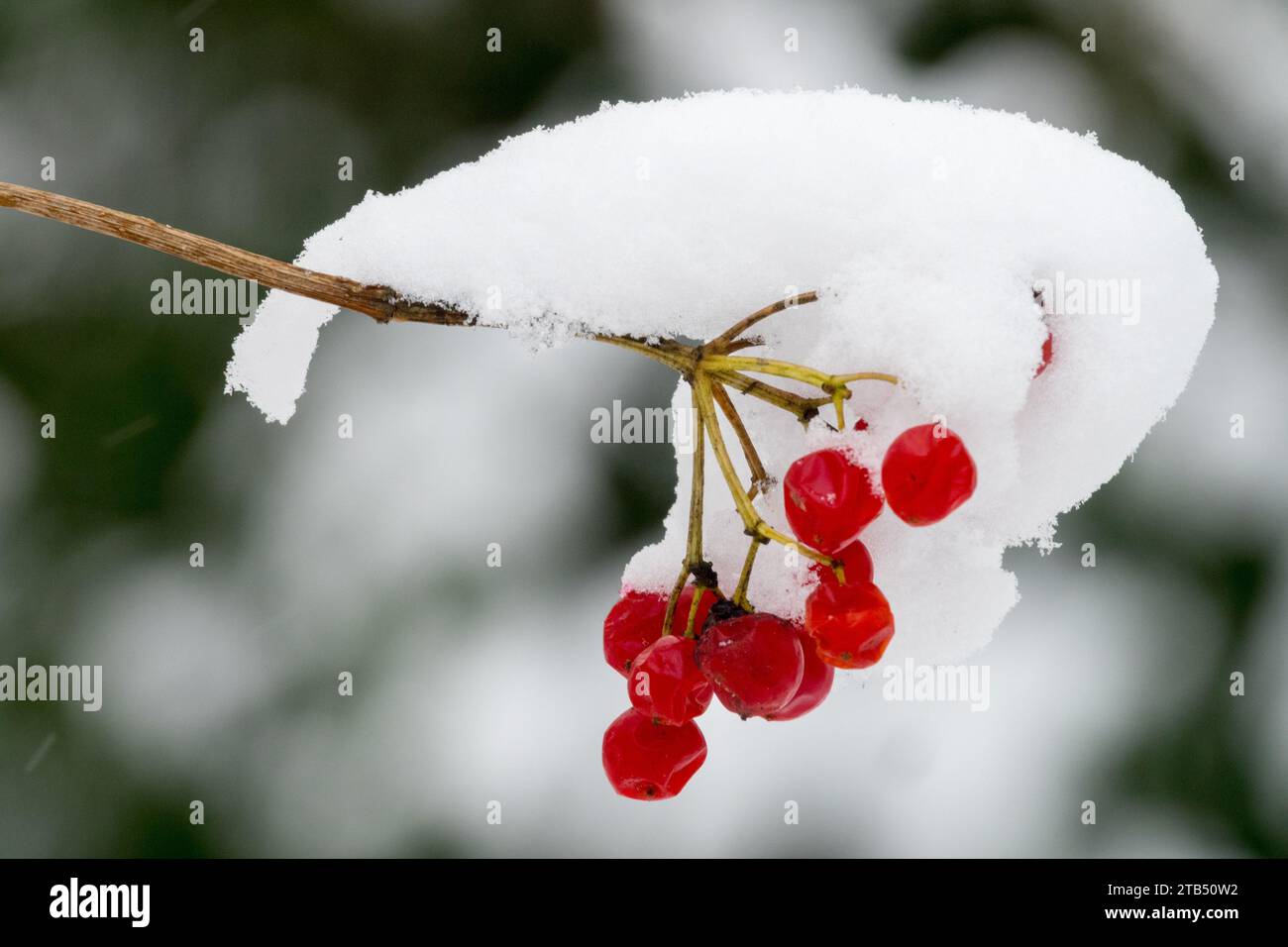 Viburnum opulus Früchte, schneebedeckte Beeren im Winter, europäischer Schneeballbusch Stockfoto