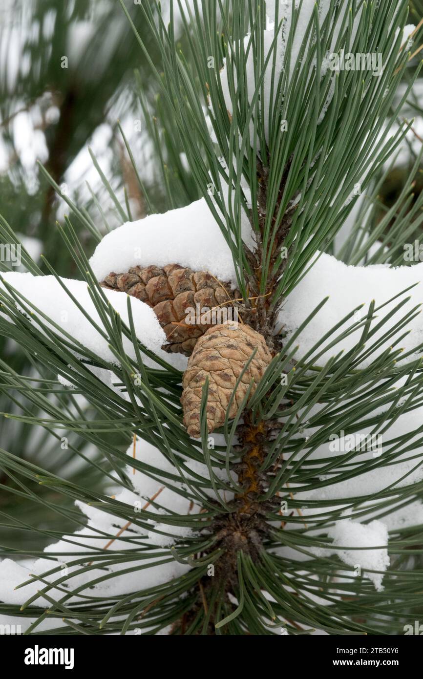 Europäische Schwarzkiefernkegel Pinus nigra, Kegel, Winter, Schnee, Österreichische Kiefer, Kegel, Kiefer, Nadeln Stockfoto