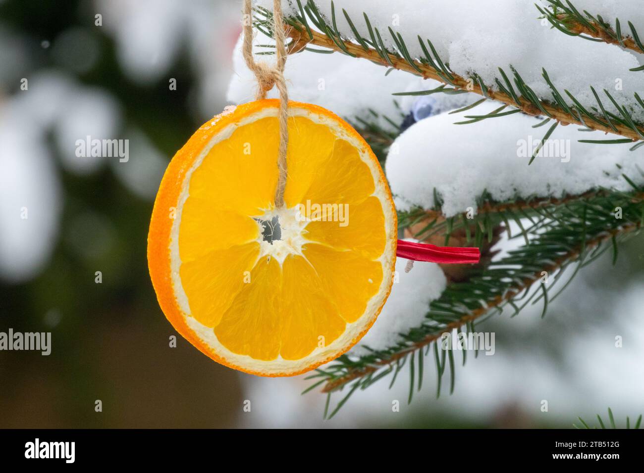 Rundes Weihnachtsschmuck, getrocknete Orange, Dekoration, hängend, schneebedeckt, weihnachtliche Dekoration auf Bäumen im Freien Stockfoto