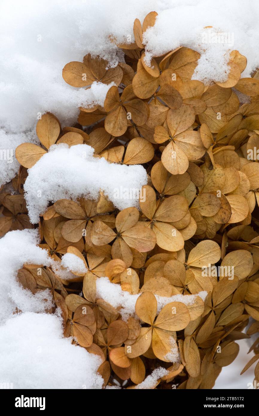 Getrocknet, Samenköpfe, Hortensie, Samenköpfe, Schnee, Abgedeckt, Pflanze, Samen, Deadhead, Winter Stockfoto
