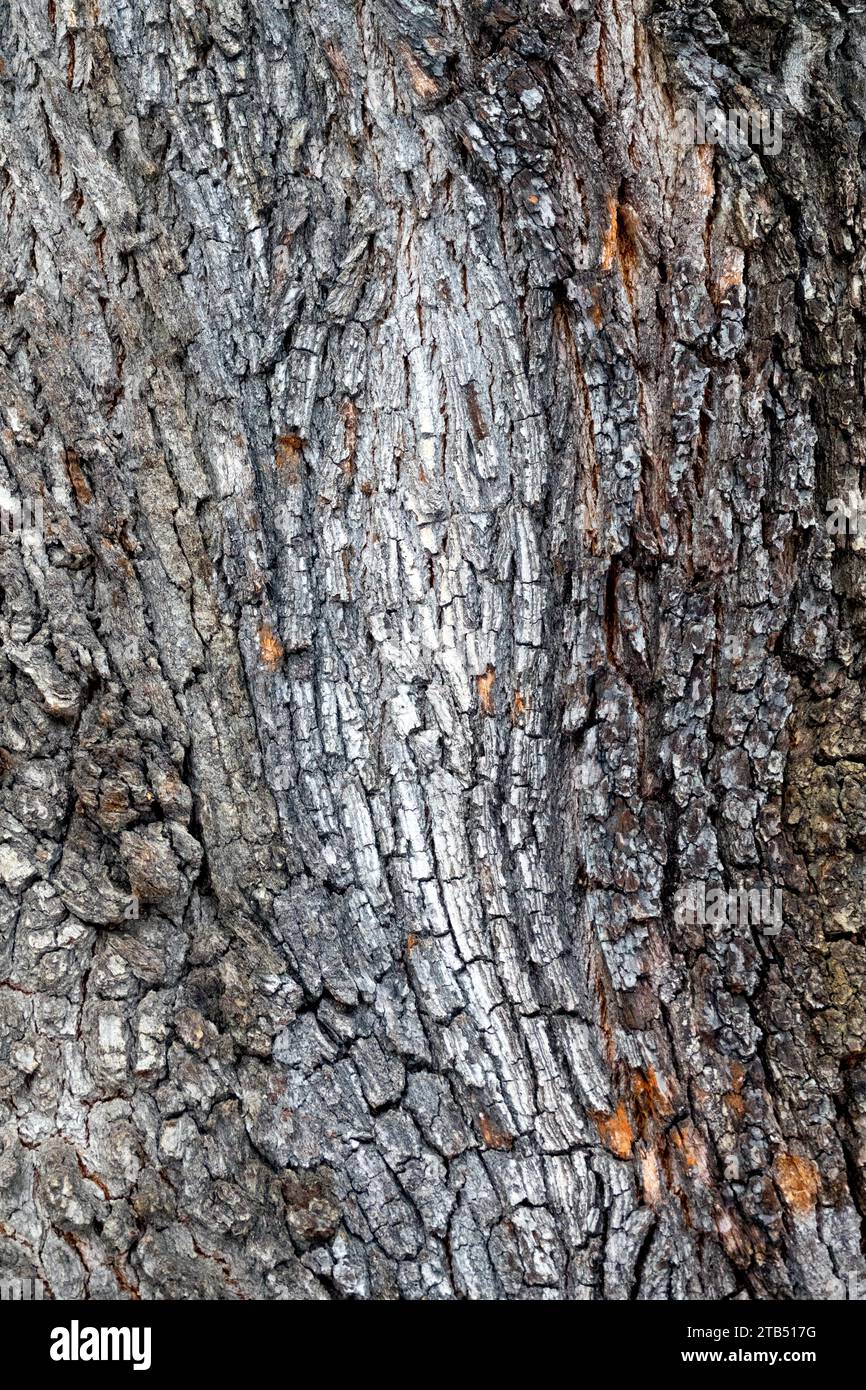 Alte Eichenrinde Textur, Quercus-Eichenrinde Muster Stockfoto