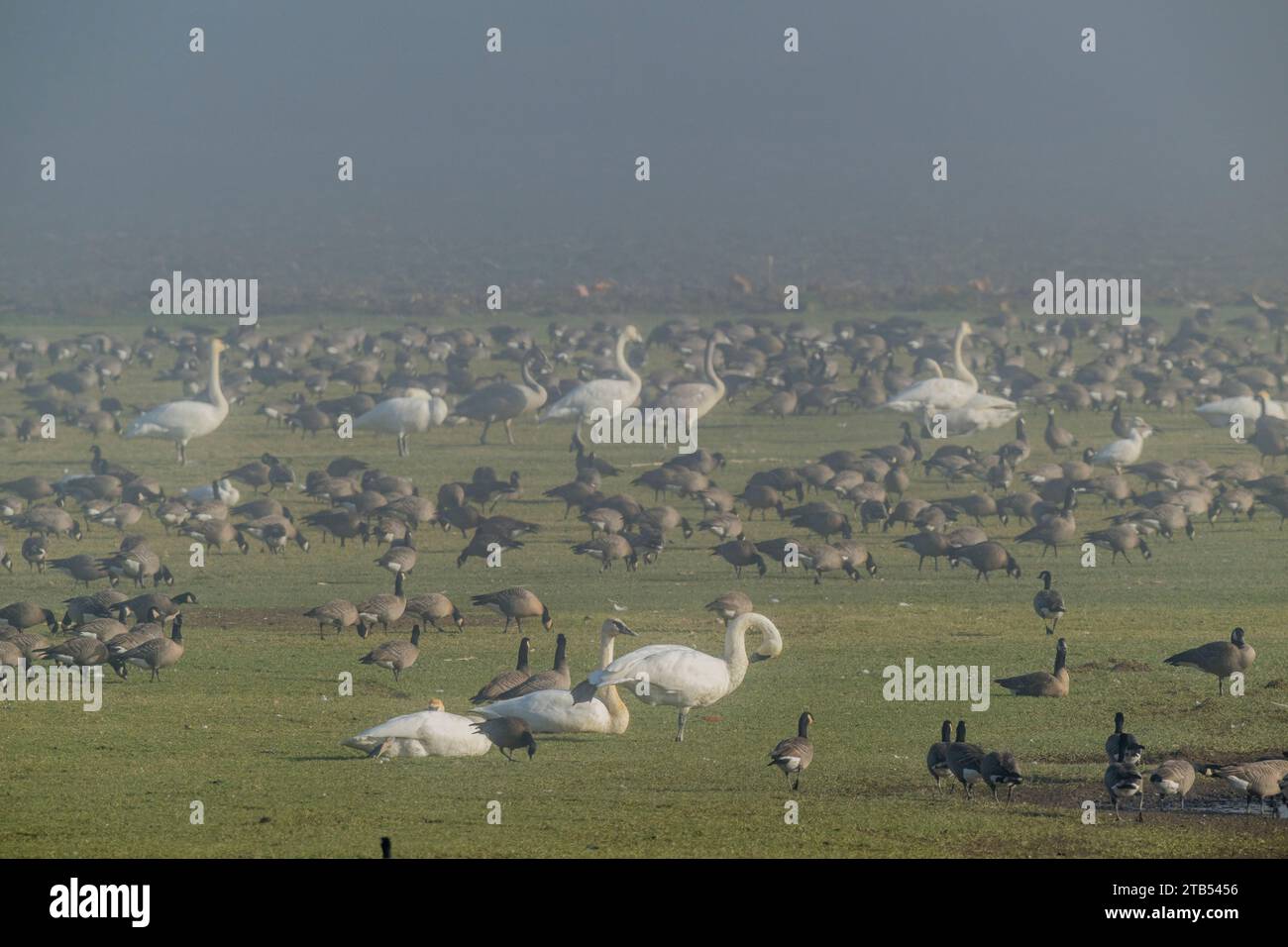 Cackling Gänse (Branta hutchinsii) und Trompeterschwäne (Cygnus Buccinator) fressen Gras auf einem nebeligen Feld in Woodinville, Washington State, USA. Stockfoto