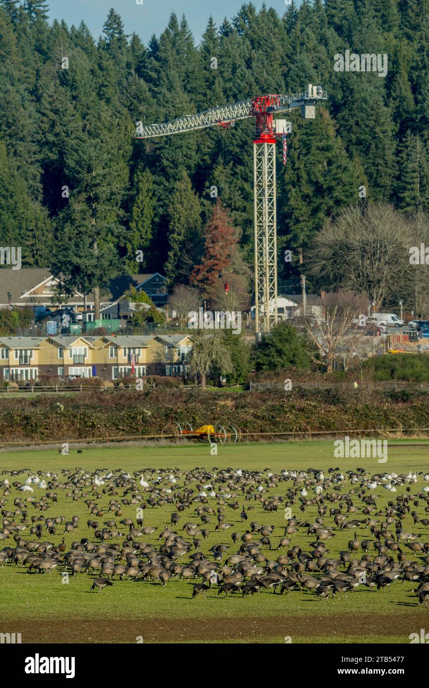 Kackgänse (Branta hutchinsii) und Schneegänse (Anser caerulescens) fressen Gras auf einem Feld in Woodinville, Washington State, USA Stockfoto