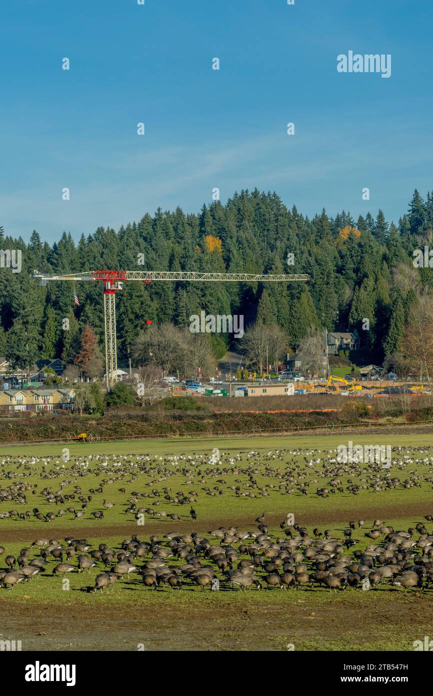 Kackgänse (Branta hutchinsii) und Schneegänse (Anser caerulescens) fressen Gras auf einem Feld in Woodinville, Washington State, USA Stockfoto