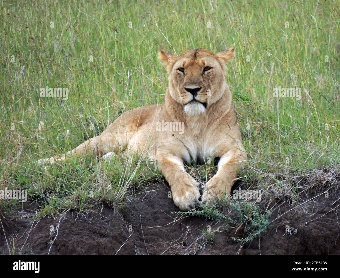 Wunderschöne Löwin, die im Gras an der Straße im maasai Mara Widlife Reservat, kenia, afrika sitzt Stockfoto