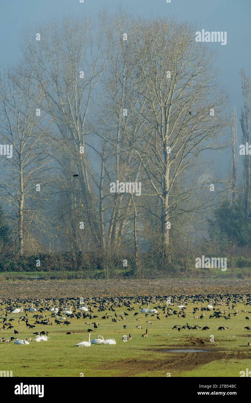 Kackgänse (Branta hutchinsii) und Trompeterschwäne (Cygnus Buccinator) fressen Gras auf einem Feld in Woodinville, Washington State, USA. Stockfoto
