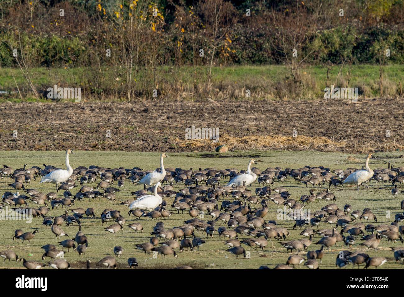Kackgänse (Branta hutchinsii) und Trompeterschwäne (Cygnus Buccinator) fressen Gras auf einem Feld in Woodinville, Washington State, USA. Stockfoto