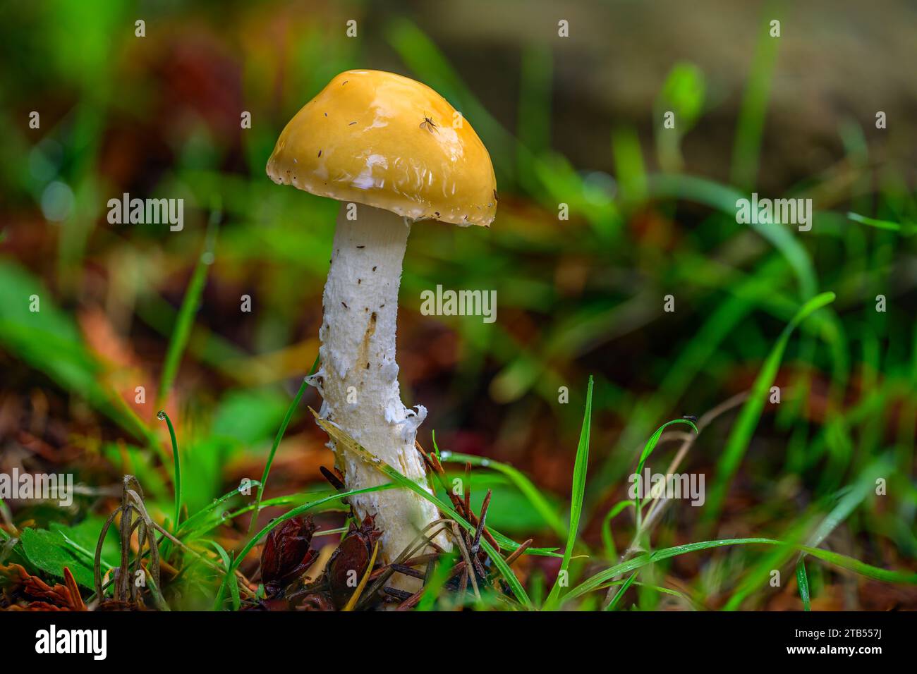 Ein fragwürdiger Stropharia-Pilz (Stropharia ambigua), der aus dem Waldboden auftaucht Stockfoto