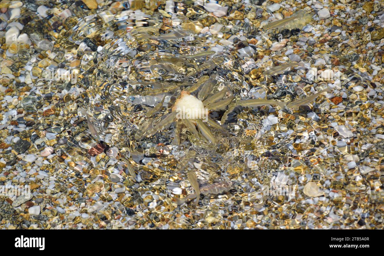 Fischfütterung in den flachen Gewässern des Meeres. Kleine Wellen im Meer. Hintergrund/Textur. Stockfoto