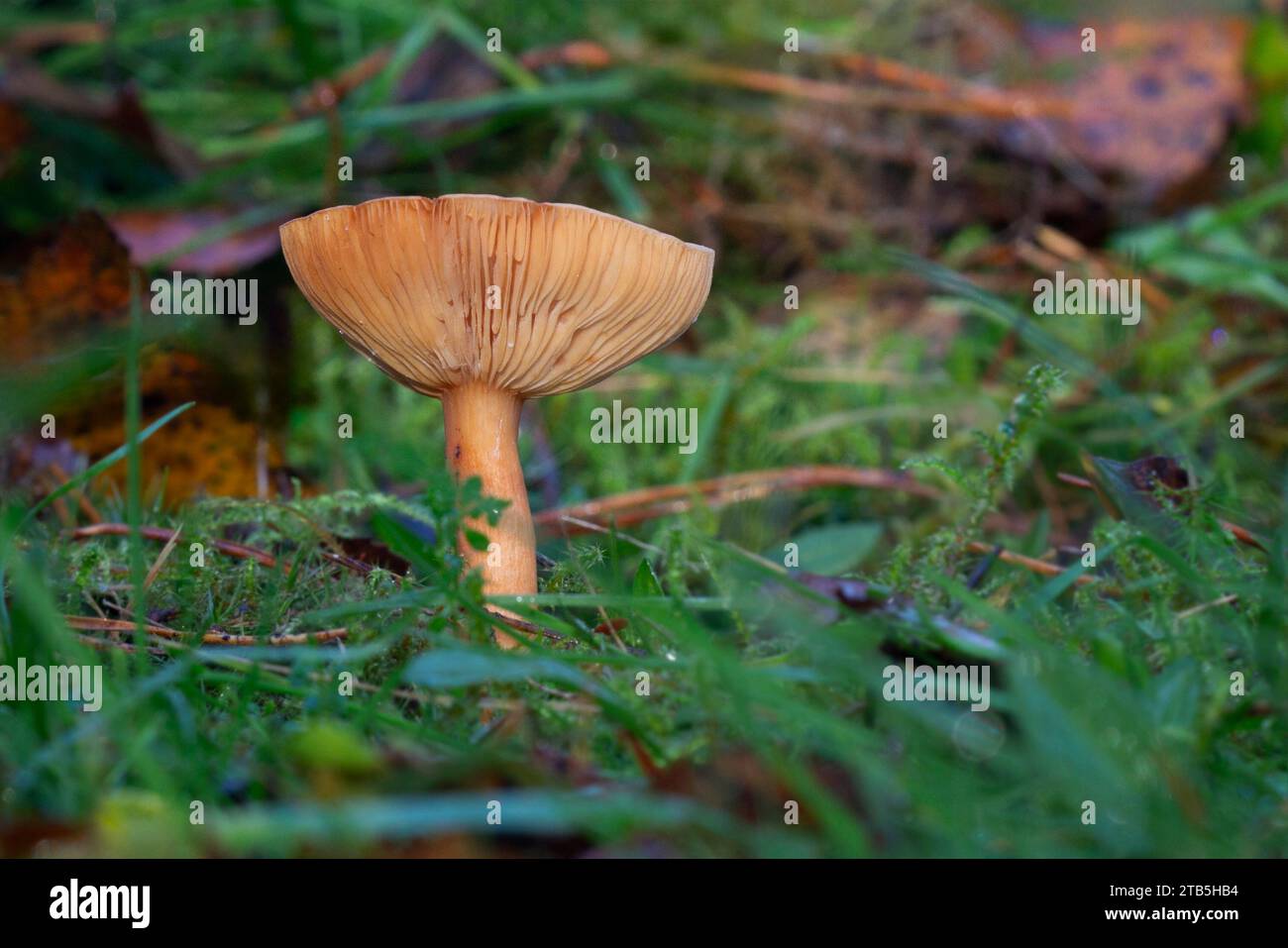 Ein einziger kleiner Pilz wächst aus dem Gras. Es kräuselt sich und zeigt die Details in den Kiemen. Es handelt sich um einen einzigen Stab, der bei niedrigem Aussichtspunkt aufgenommen wird Stockfoto